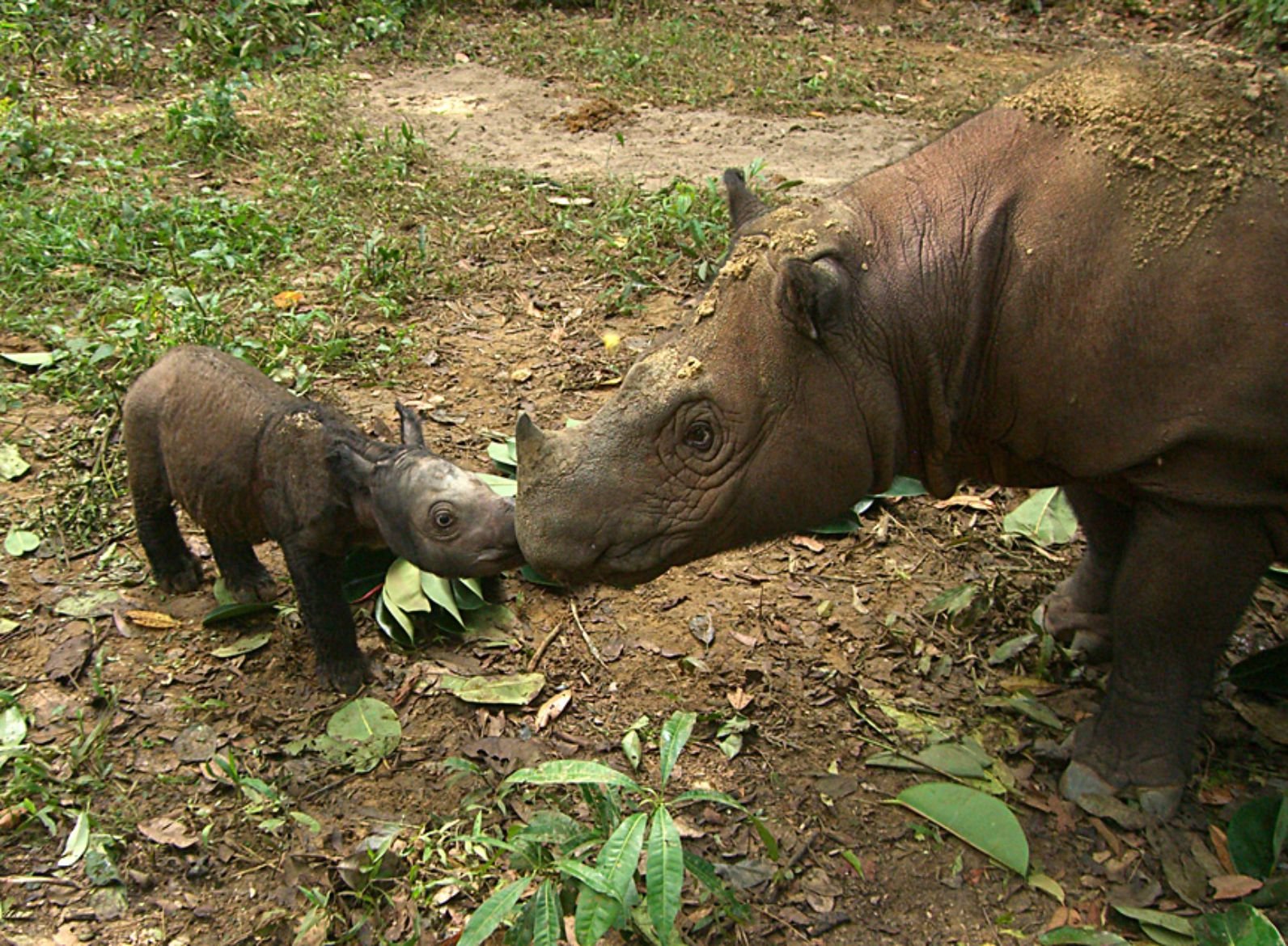 With Just 80 Of Them Left, The Sumatran Rhino Could Soon Be Wiped Off