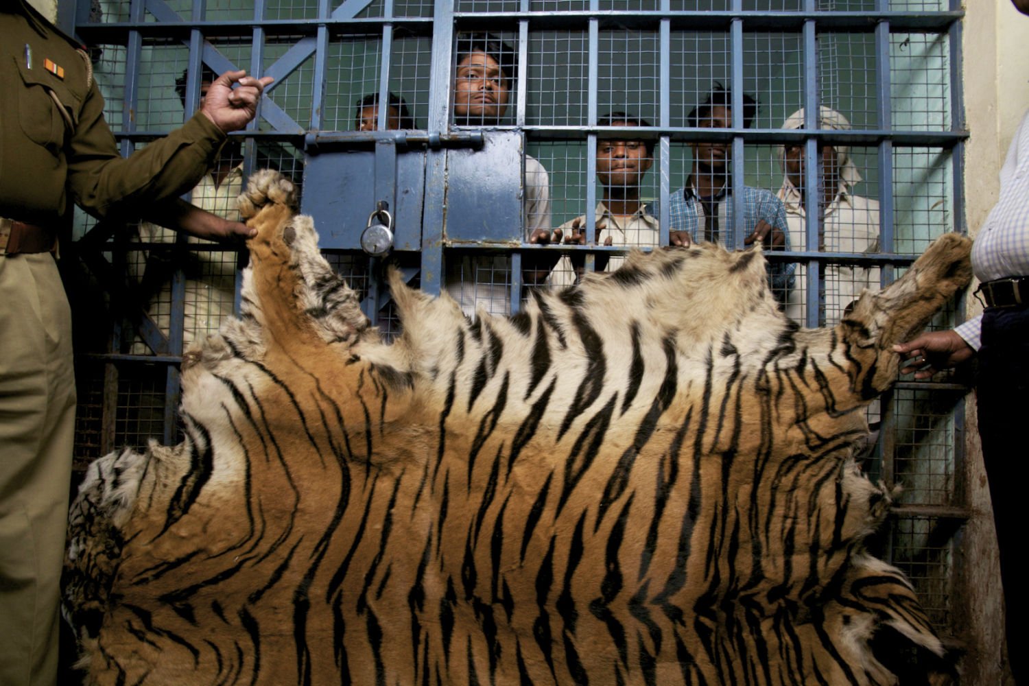 India Has Killed 384 Tigers In The Last Decade, That’s 3 Tigers Every Month