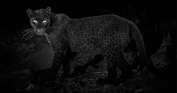 For The First Time In 100 Years, A Rare Black Leopard Has Been Spotted ...