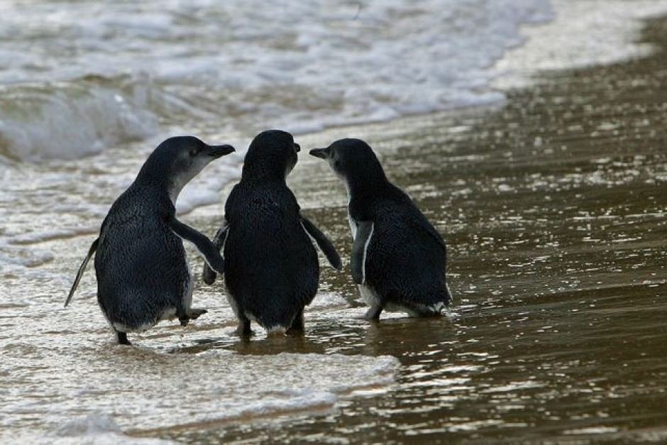 This Island s Penguins Were Hunted by Foxes Until These Doggos Came to 