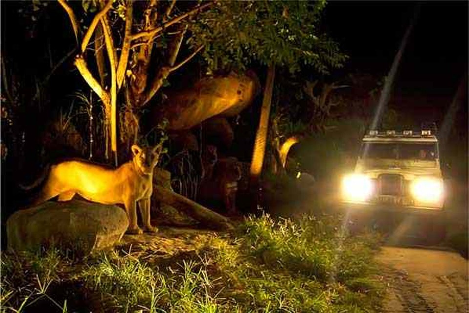 night safari goli