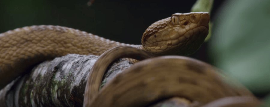 Brazilâ€™s Creepy Snake Island Is Off Limits To Humans Because, Death AF