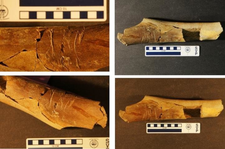 t rex first discovered