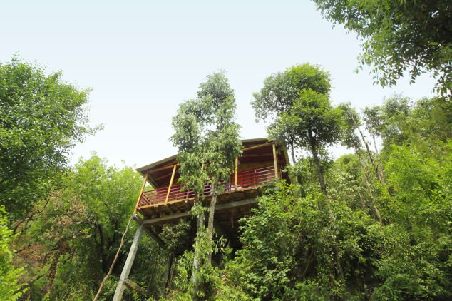 The Next Time You Travel Check Out These Gorgeous Tree House