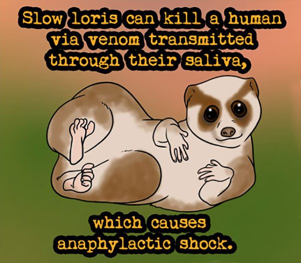 20 Weird But Interesting Animal Facts You Don’t Really Need To Know But ...