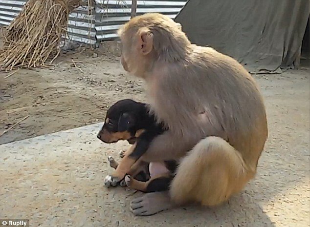 This Orphan Puppy Was Sad & Lost Till A Monkey Adopted It & Now They’re ...