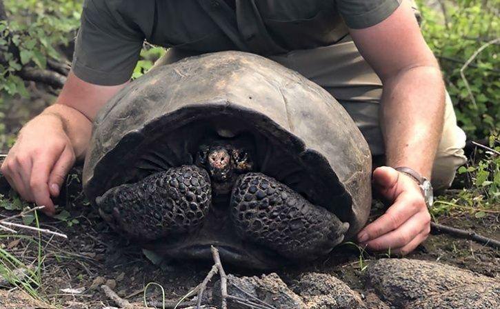 giant tortoise teddy