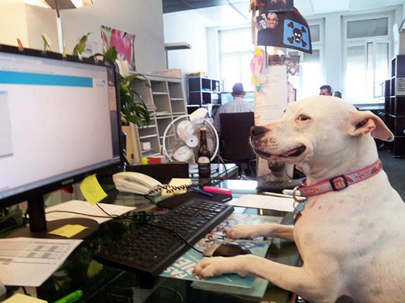 7 Reasons Why We Need More Pet-Friendly Offices, Fur Real