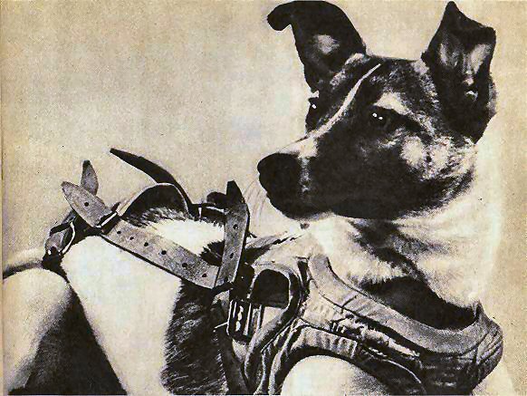 The Tragic Story Of Laika, The First Dog In Space Who Was Sent On A One