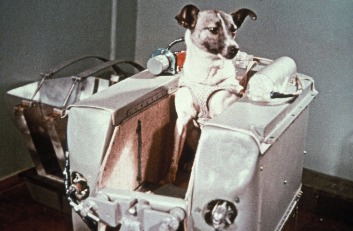 laika space dog