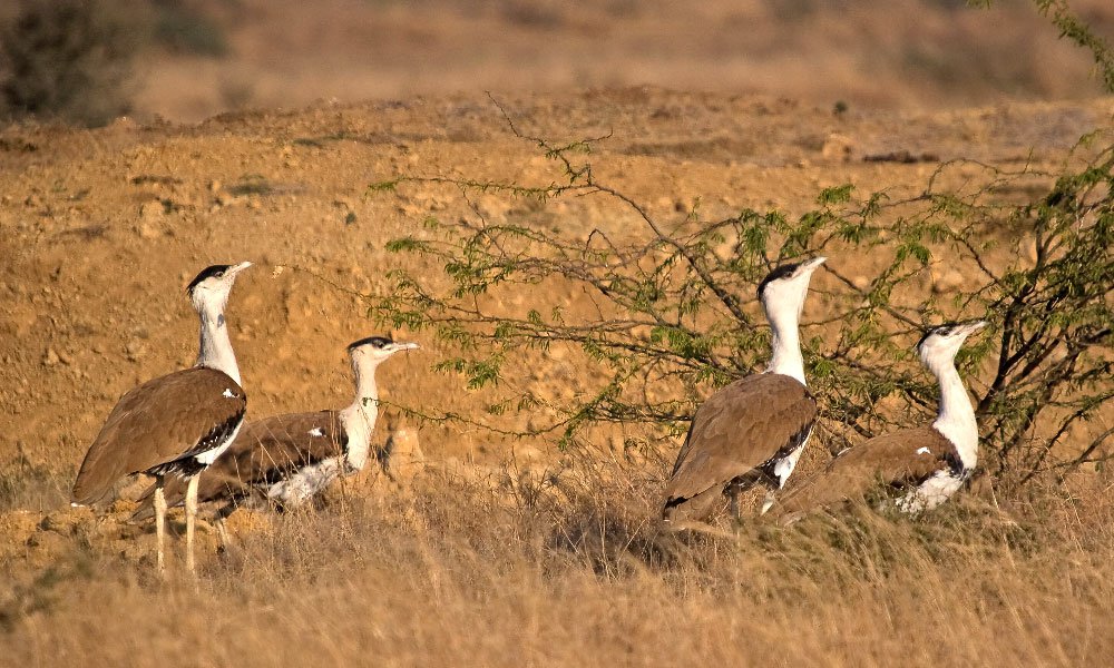 Desert National Park, Jaisalmer: How To Reach, Best Time & Tips