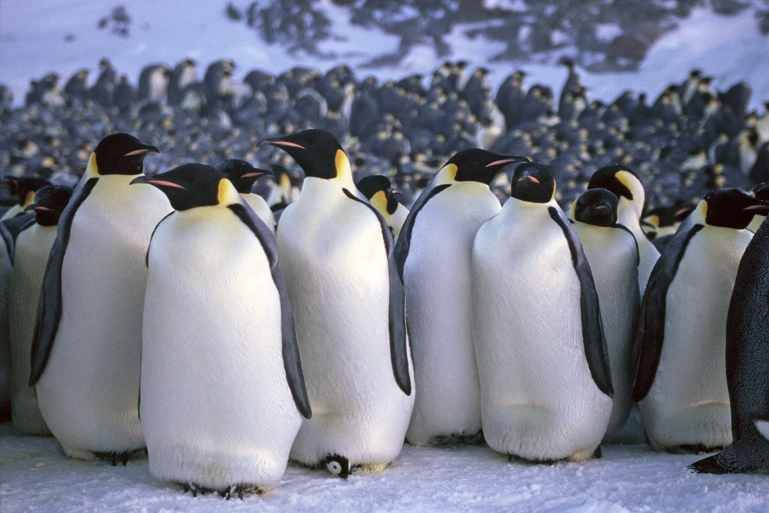 World's Second Largest Penguin Community In Antarctica Is Disappearing