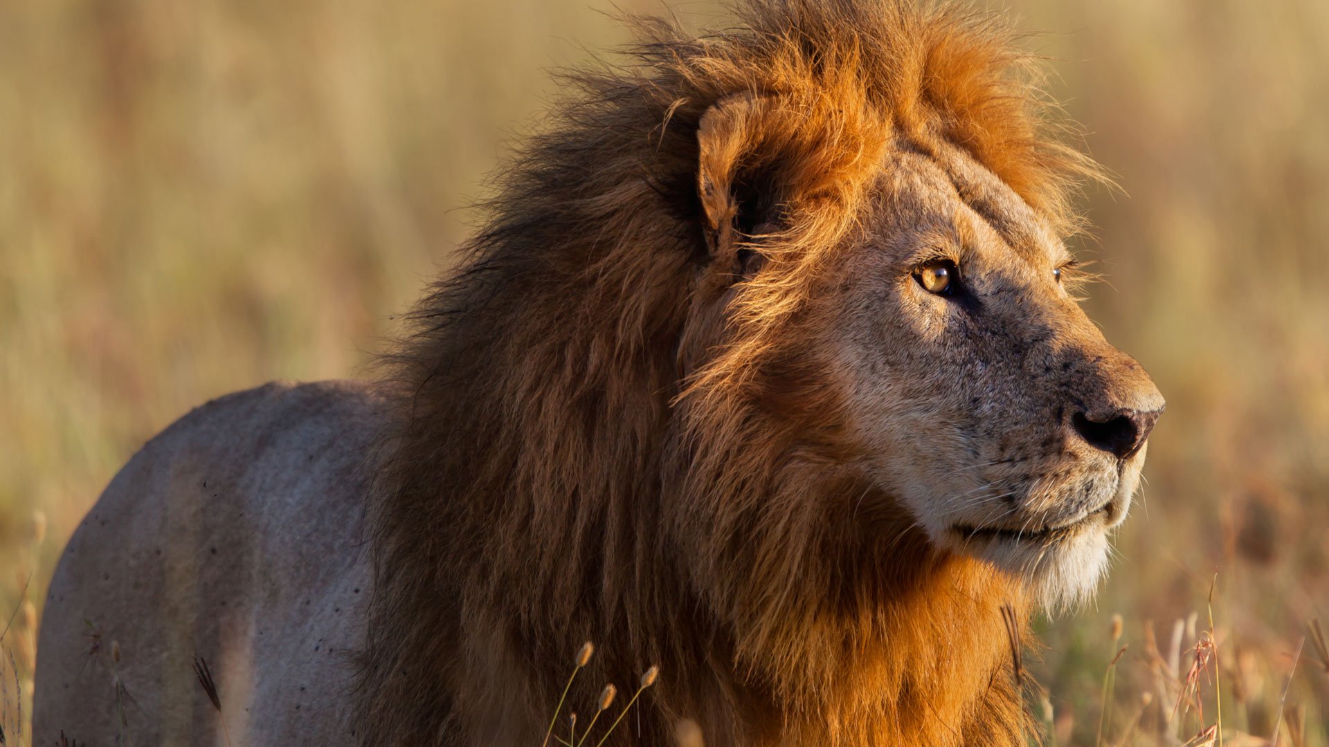 This South African 'Breeding Farm' Has More Than 100 Diseased Lions