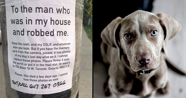 Pet Owner Writes A Heartbreaking Note To A Thief To Return Pictures Of ...