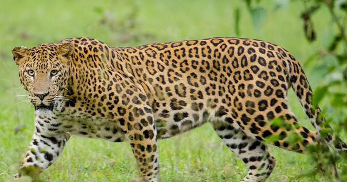 After Losing 1 Leopard Every Day Last Year, India Has Already Lost 218 ...