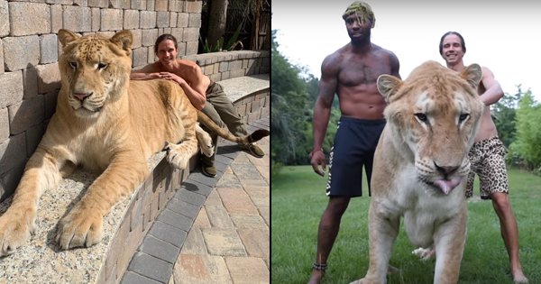 Meet The 'World's Largest Cat', A 319 Kg Lion-Tiger Crossbreed Called ...