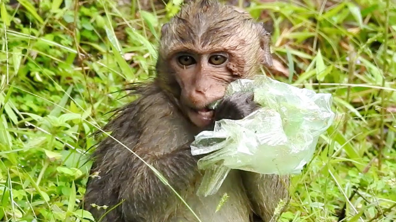 What Happens If Animals Eat Plastic