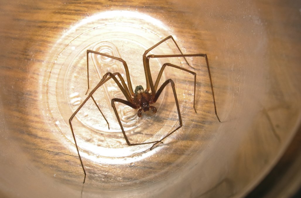 Doctors Find Venomous Brown Recluse Spider In Womans Ear In America महिला के कान से निकली मकड़ी