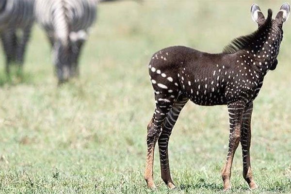 spotted zebra sunday hours