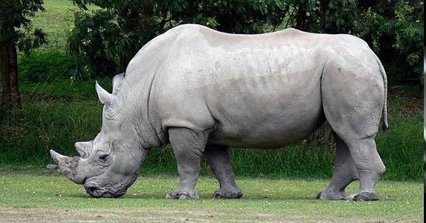 World's Oldest Captive White Rhino, Dies At Age 55