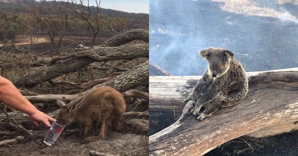 The Australian Bushfires Have Completely Destroyed Flora