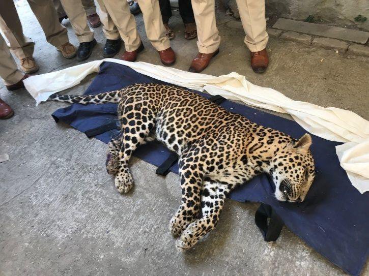 Leopard killed in MP 