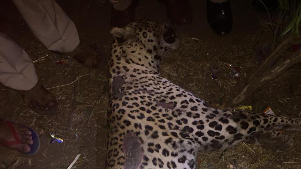 Leopard hit by a car fatally 