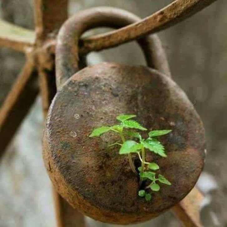 Nature