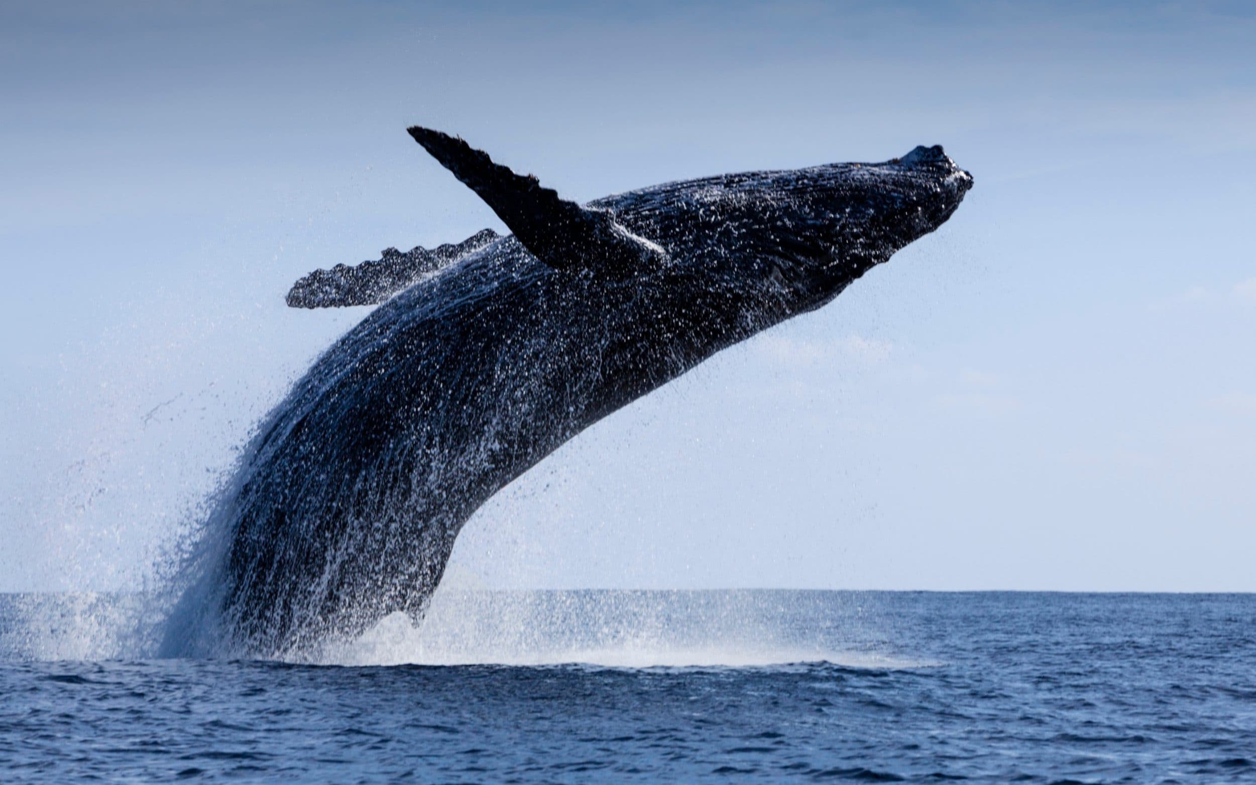 Why Are Whales So Important To Curb Climate Change?