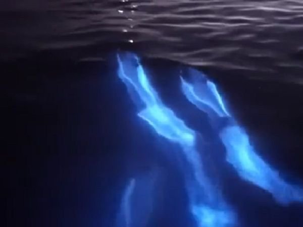 This Footage Of Dolphins Swimming In Bioluminescence Off The Coast Of