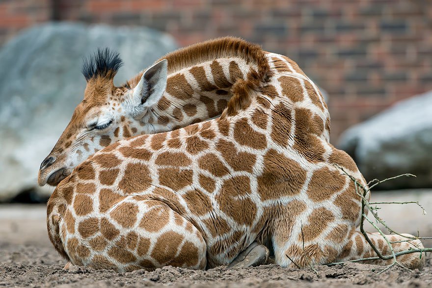 These Pics Of Giraffes Sleeping In Uncomfortable Positions Will Cause A