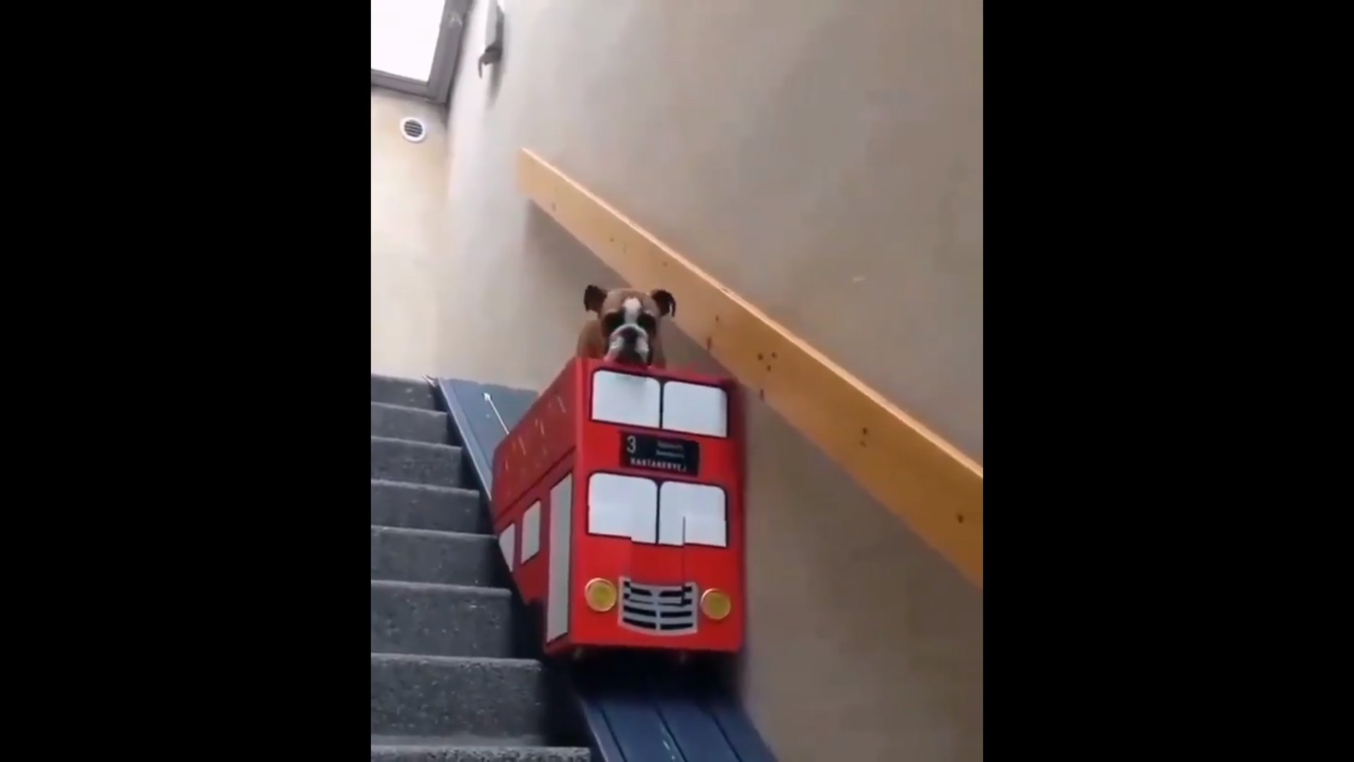 Honk, Honk! Make Way For This Pupper Arriving In A Lift