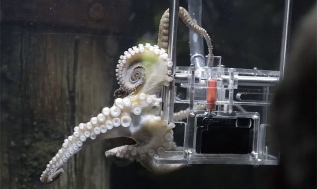 This Octopus Is Now An Official Photographer At An NZ Aquarium. These Are Some Of Her Clicks 1
