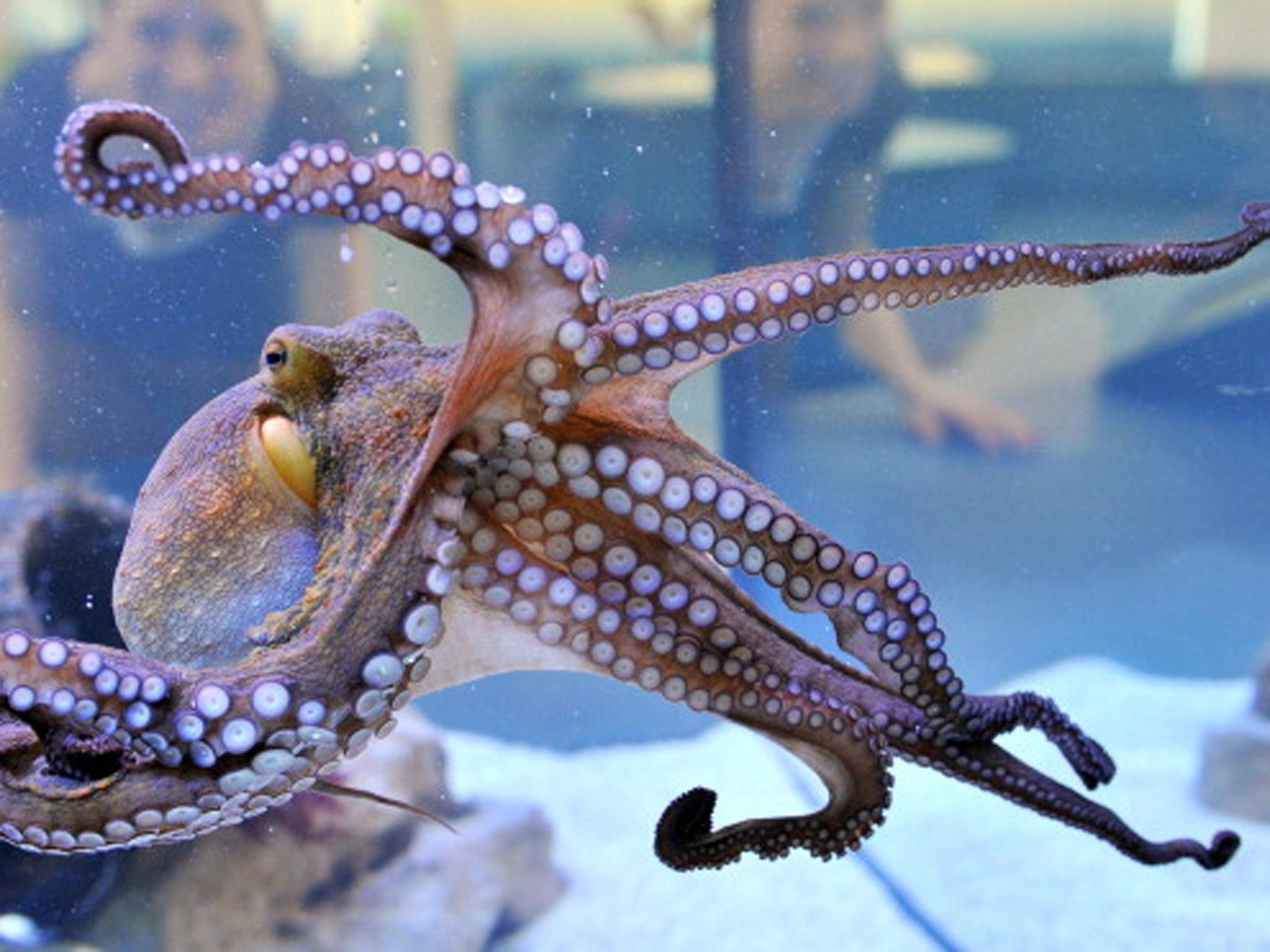 This Octopus Is Now An Official Photographer At An NZ Aquarium These   1e709562 6316 4d61 98a4 4dfd9e2ae360 