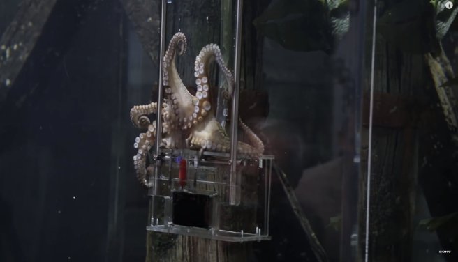 This Octopus Is Now An Official Photographer At An NZ Aquarium. These Are Some Of Her Clicks 4