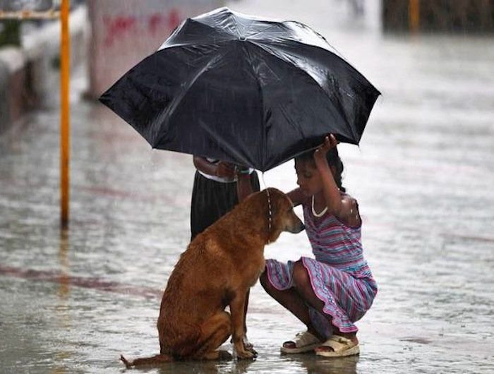 Mumbai Shopkeeper Takes In Stray Doggo In Heavy Rains Proving If Man Loves Dog He Is Good Man 10