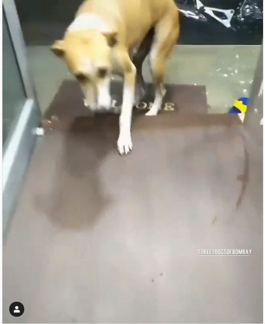 Mumbai Shopkeeper Takes In Stray Doggo In Heavy Rains Proving If Man Loves Dog He Is Good Man 2