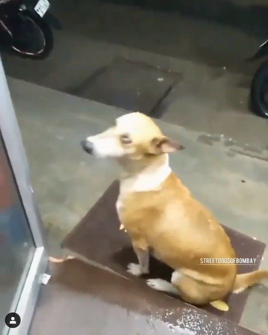 Mumbai Shopkeeper Takes In Stray Doggo In Heavy Rains Proving If Man Loves Dog He Is Good Man 1