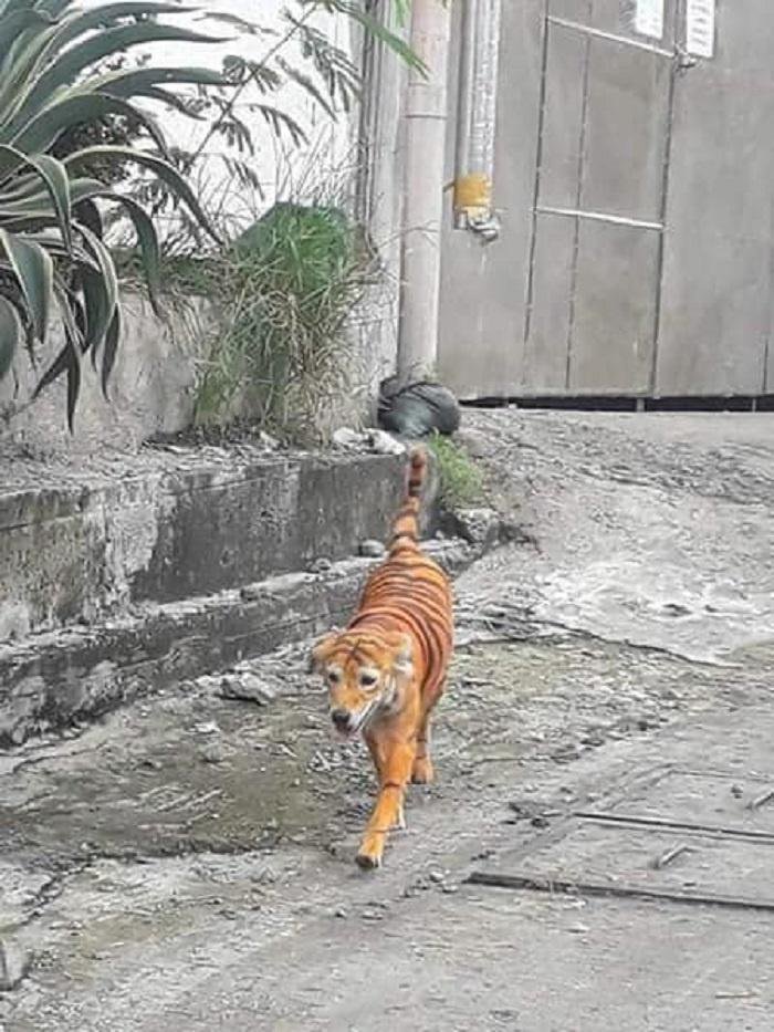 Stray Dog Painted To Look Like A Tiger In Malaysia Sparks Outrage After Pics Go Viral 1