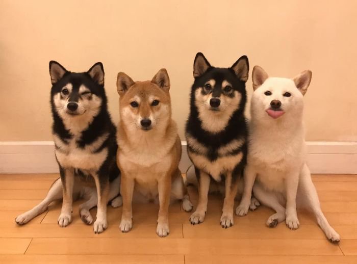 Meet Hina, The Shiba Inu Going Viral For Adorably Ruining Every Group Photo She's In 2