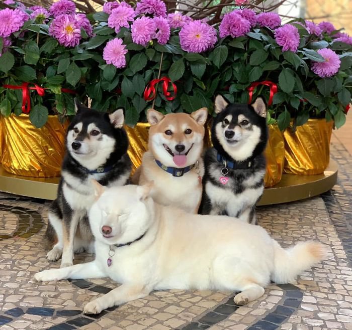 Meet Hina, The Shiba Inu Going Viral For Adorably Ruining Every Group Photo She's In 8