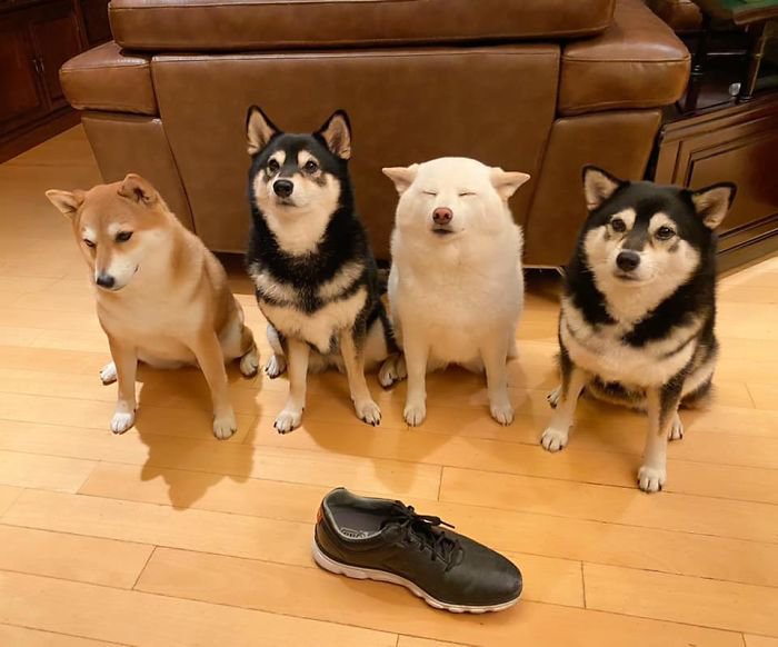 Meet Hina, The Shiba Inu Going Viral For Adorably Ruining Every Group Photo She's In 7