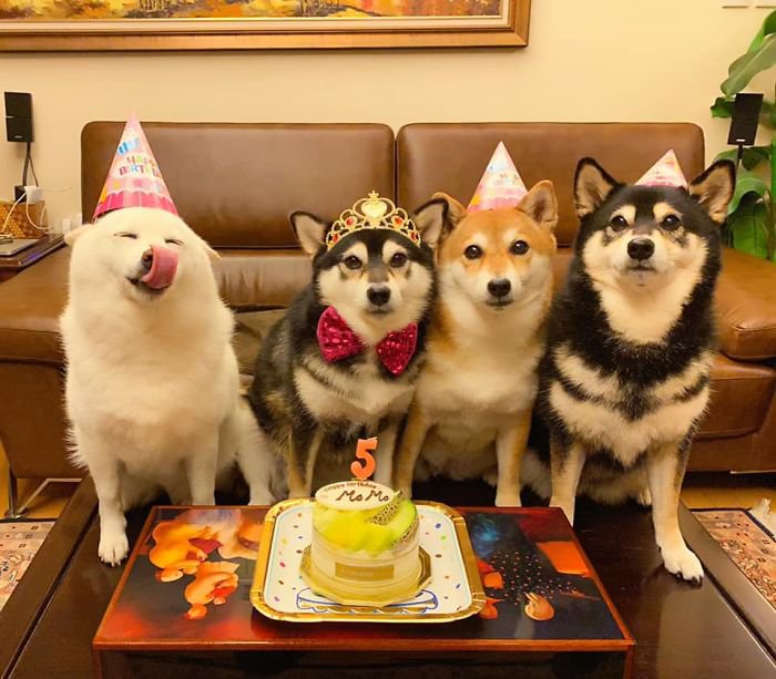 Meet Hina, The Shiba Inu Going Viral For Adorably Ruining Every Group Photo She's In 13