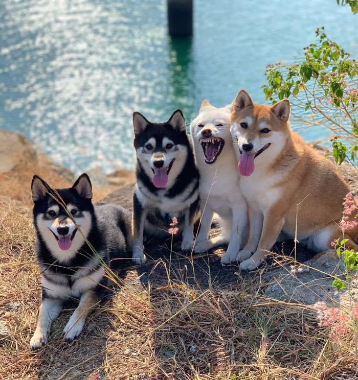 Meet Hina, The Shiba Inu Going Viral For Adorably Ruining Every Group Photo She's In 6
