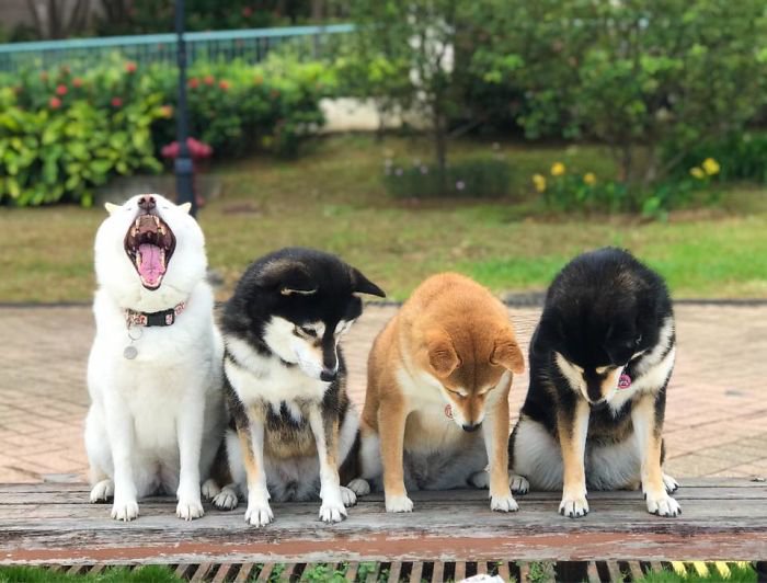 Meet Hina, The Shiba Inu Going Viral For Adorably Ruining Every Group Photo She's In 5