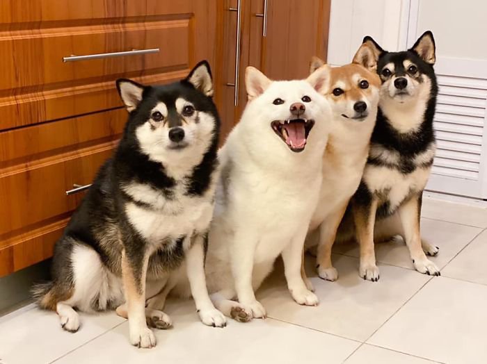 Meet Hina, The Shiba Inu Going Viral For Adorably Ruining Every Group Photo She's In 10