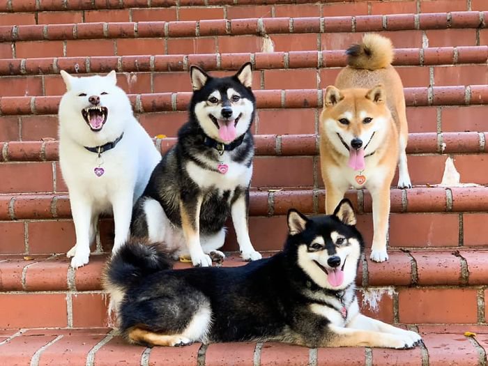 Meet Hina, The Shiba Inu Going Viral For Adorably Ruining Every Group Photo She's In 14