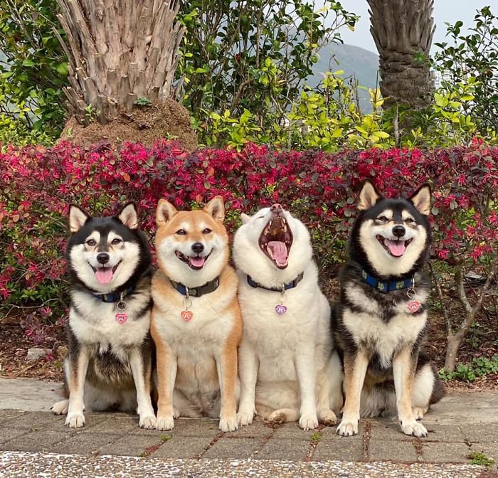 Meet Hina, The Shiba Inu Going Viral For Adorably Ruining Every Group Photo She's In 11