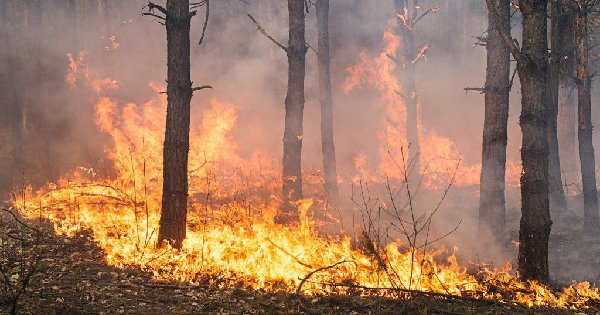 why-do-forest-fires-occur-here-s-everything-to-know