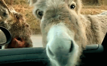 YoWorld Forums • View topic - Funny Animal Gifs Game!